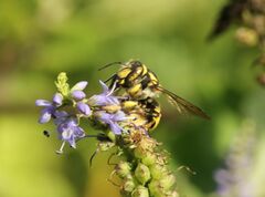 Anthidium florentinum