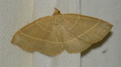 Trisateles emortualis