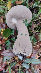 Lycoperdon excipuliforme