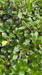 Trachelospermum asiaticum