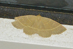 Trisateles emortualis