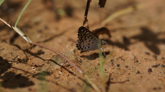 Caprona alida