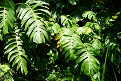 Epipremnum pinnatum image