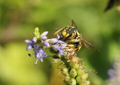 Anthidium florentinum