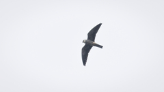 Falco amurensis