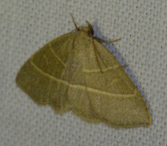 Trisateles emortualis