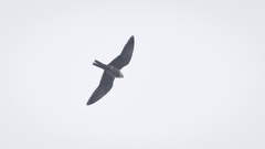 Falco amurensis
