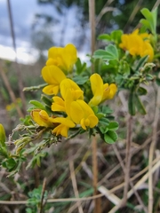Hippocrepis comosa