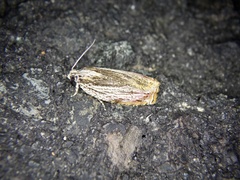 Phaecasiophora roseana