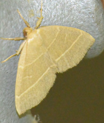 Trisateles emortualis