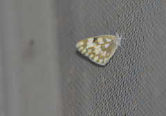 Pontia glauconome