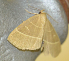 Trisateles emortualis