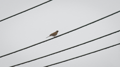 Emberiza leucocephalos