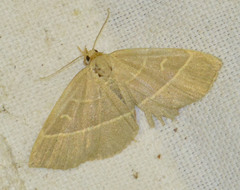 Trisateles emortualis