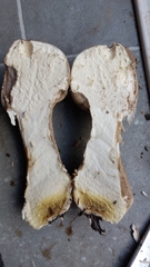 Lycoperdon excipuliforme