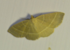 Trisateles emortualis