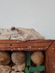 Chiromantis xerampelina