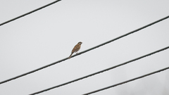 Emberiza leucocephalos