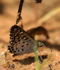 Caprona alida