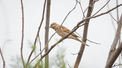 Emberiza leucocephalos