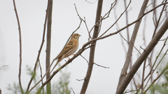 Emberiza leucocephalos