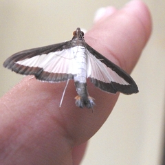 Diaphania