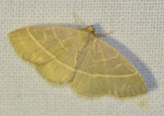 Trisateles emortualis