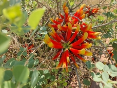 Erythrina acanthocarpa