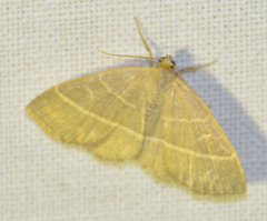 Trisateles emortualis