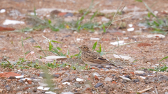 Alauda arvensis