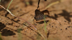 Caprona alida