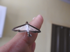 Diaphania