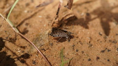 Caprona alida