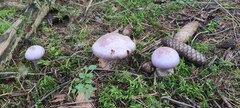 Cortinarius traganus