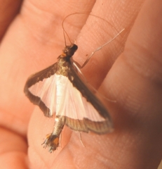 Diaphania