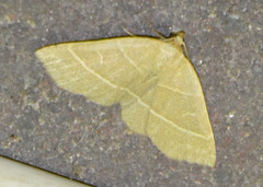 Trisateles emortualis