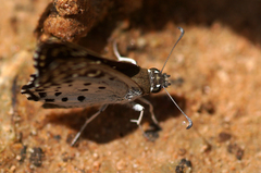 Caprona alida