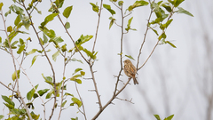 Emberiza leucocephalos