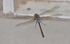Anax ephippiger