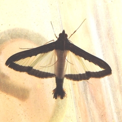 Diaphania