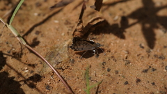 Caprona alida