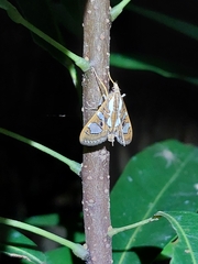Glyphodes bivitralis