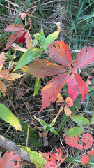 Parthenocissus inserta
