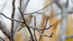 Emberiza pusilla