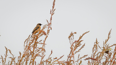 Saxicola stejnegeri