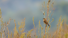 Saxicola stejnegeri