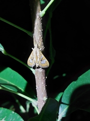 Glyphodes bivitralis