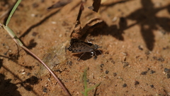 Caprona alida