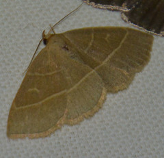 Trisateles emortualis