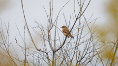 Saxicola stejnegeri